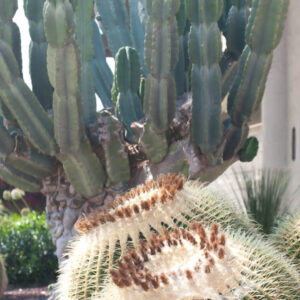 Cactus et succulentes : transformez votre espace extérieur avec style