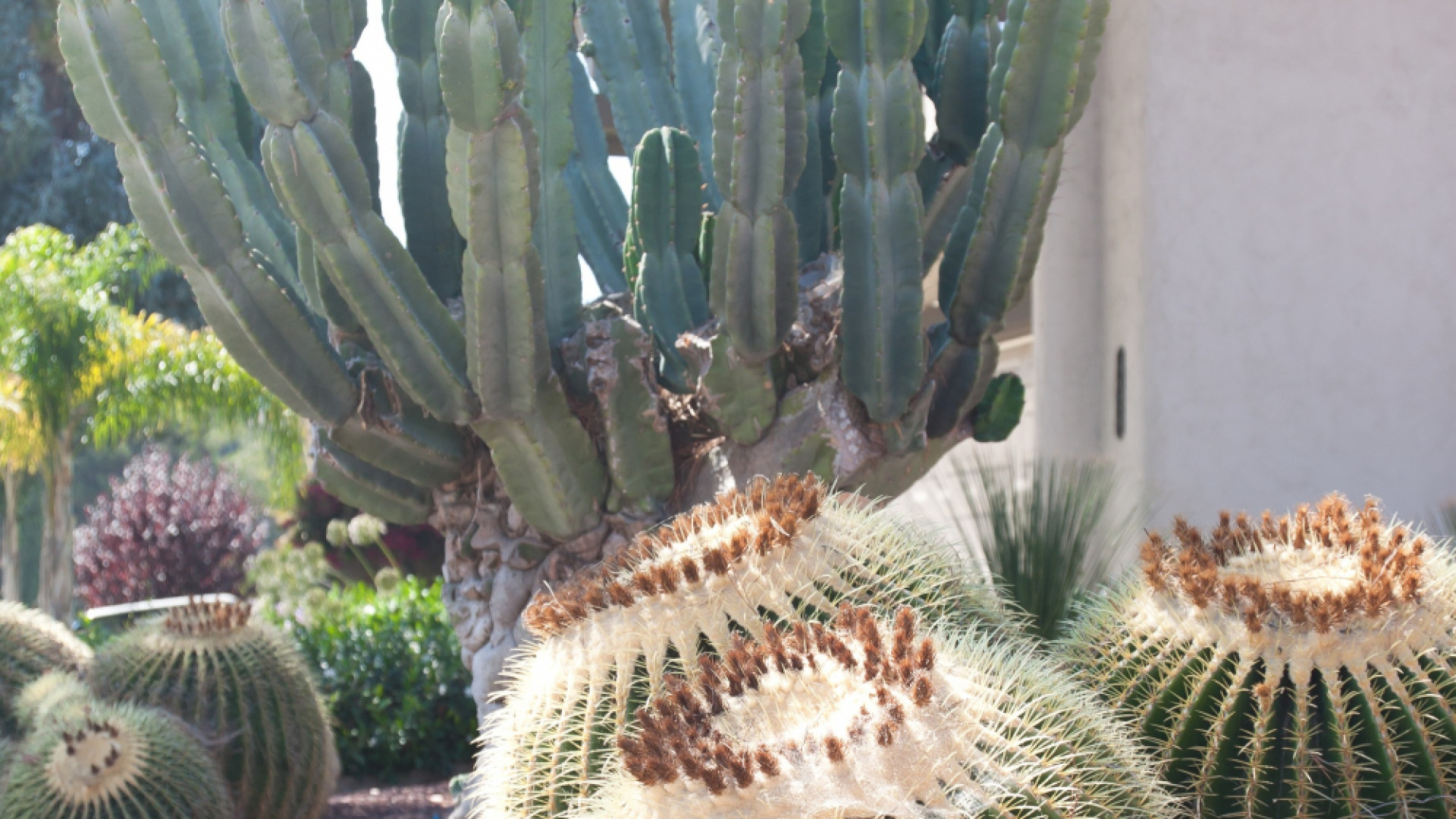 Cactus et succulentes : transformez votre espace extérieur avec style