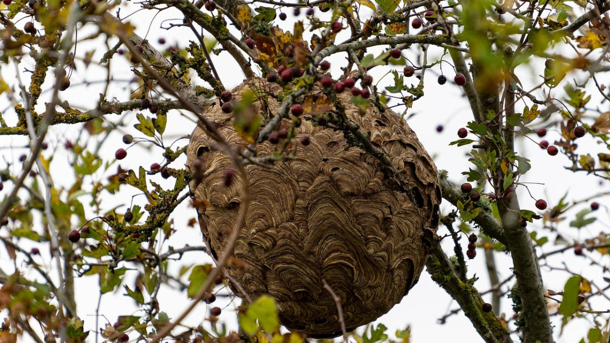 Nid de frelons asiatiques présent dans un jardin