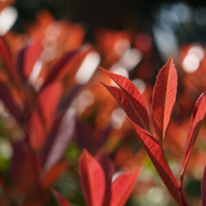 Quel photinia choisir pour une haie persistante ?