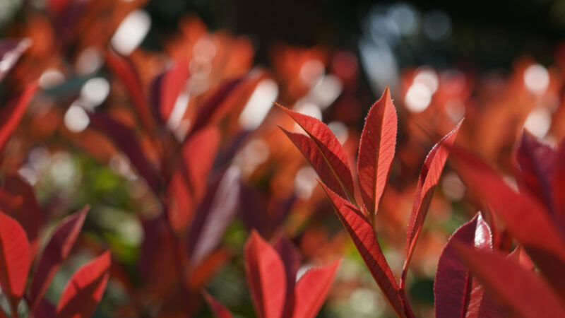 Quel photinia choisir pour une haie persistante ?