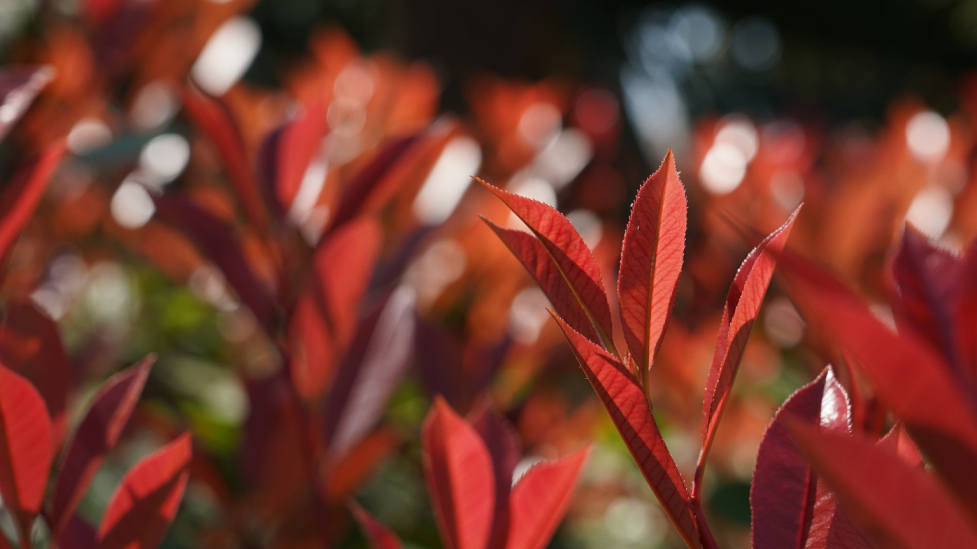 Quel photinia choisir pour une haie persistante ?